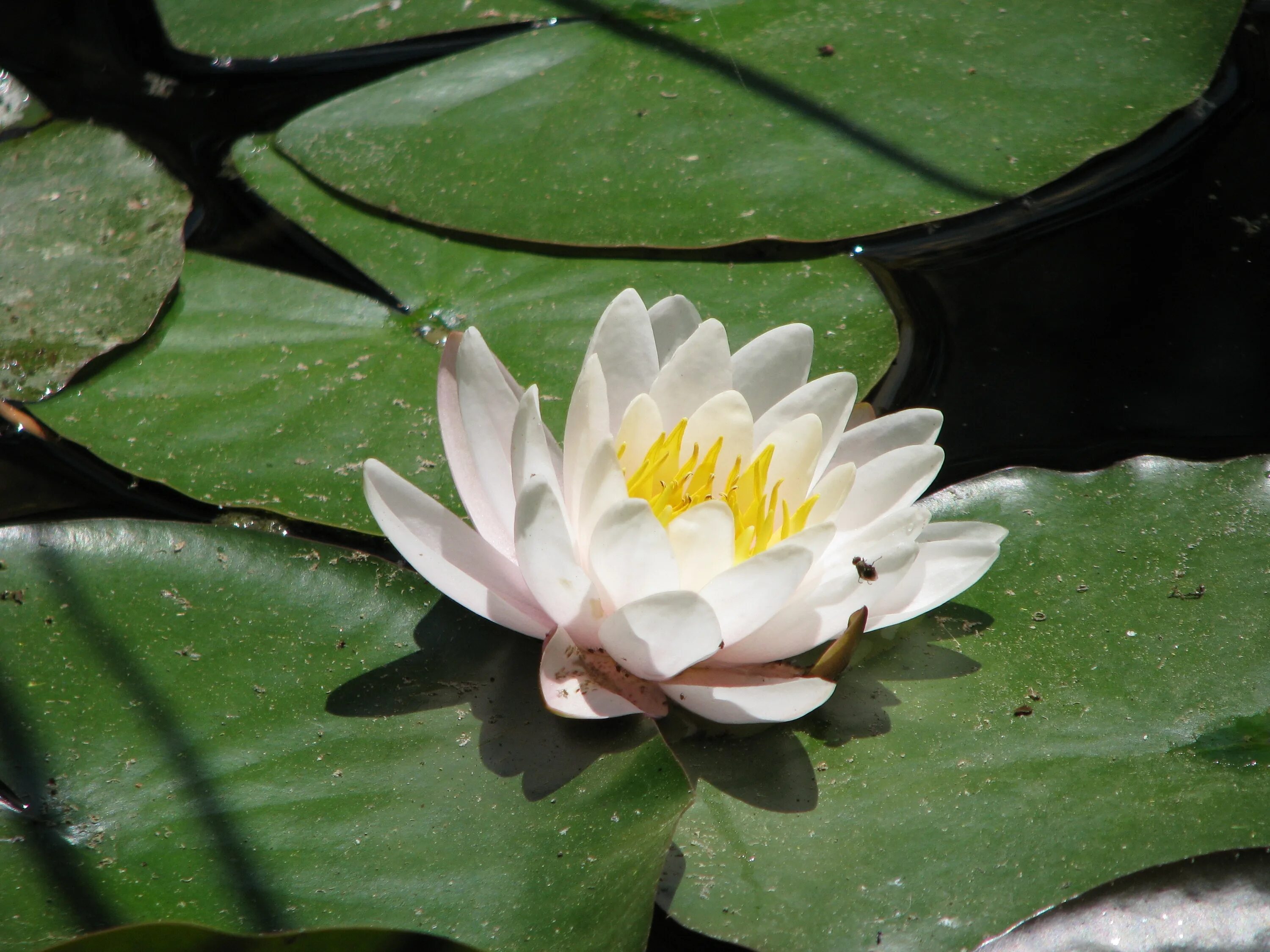 Водяная Лилия/Nymphaea. Лилия нимфея. Лилия кувшинка. Нимфеи водяные лилии. Водяная лилия 8