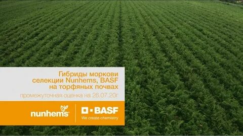 Фирма поле
