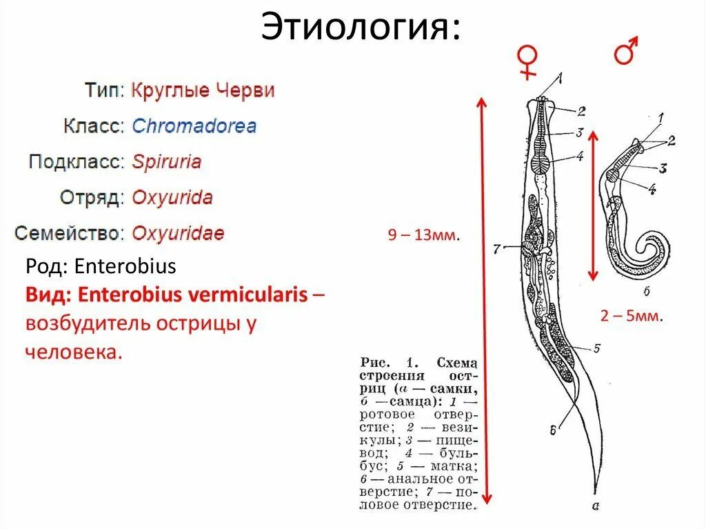 Тотальный препарат самки острицы (Enterobius vermicularis). Enterobius vermicularis строение. Бульбус острицы. Острица морфология.