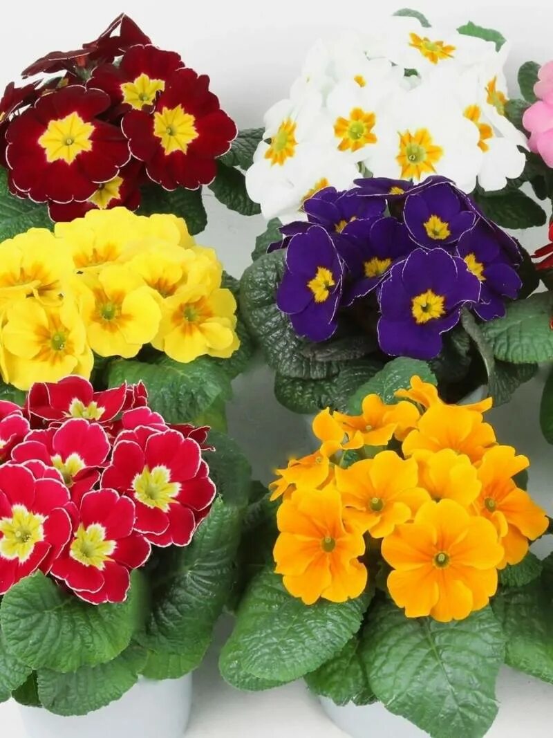 Free Images : petal, yellow, close, primrose, floristry, drop of water, viola, p
