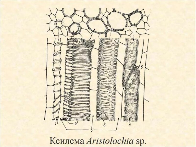 Ситовидные трубки Ксилема растений. Клетки стебля ксилемы. Ксилема и флоэма. Ксилема и флоэма ситовидные трубки трахеиды. Флоэма рисунок