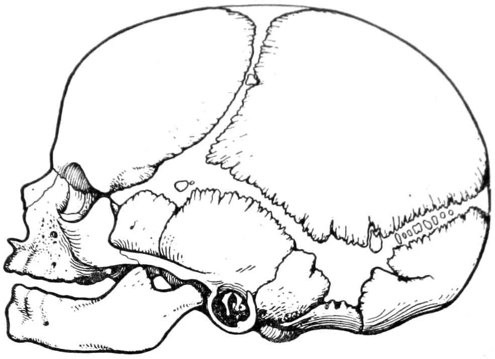 9 родничков. Роднички черепа анатомия. Череп новорожденного кости черепа. Скелет головы швы черепа роднички. Зарисовка родничков черепа новорожденного.