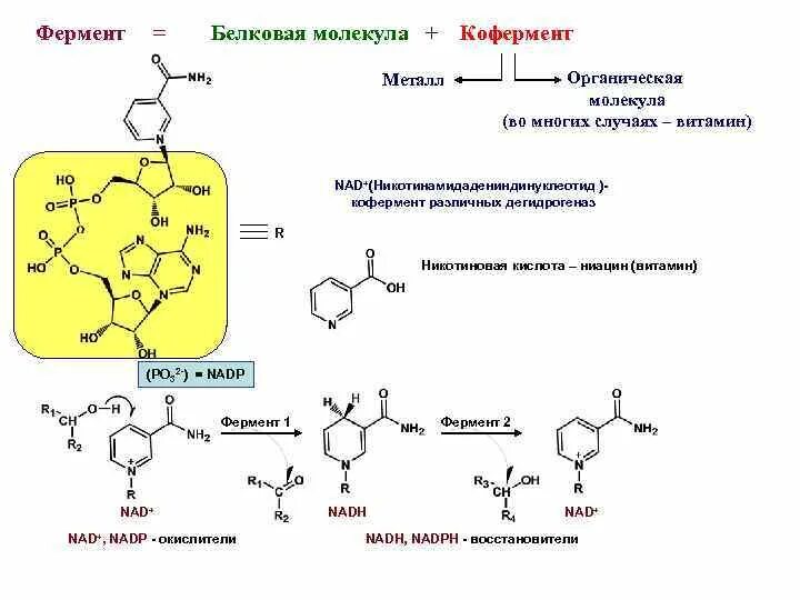 Биосинтез витаминов. Nad витамин кофермент. Ферменты и коферменты биохимия таблица. Коферменты дегидрогеназ (примеры, формулы).. Кофермент дегидрогеназ витамин.