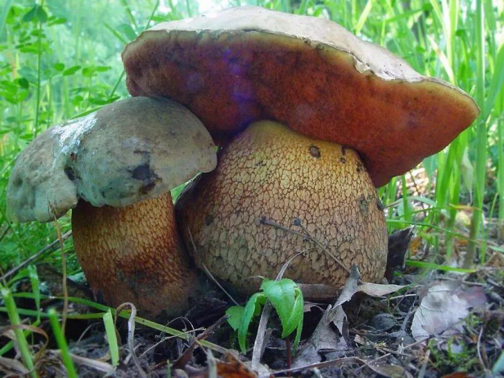 Lepista luscina. Грибы под дубами какие. Грибы под дубом. Боровик сетчатый дубовый. Грибы растущие в дубовом лесу.