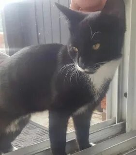Кошка привела кошку в дом