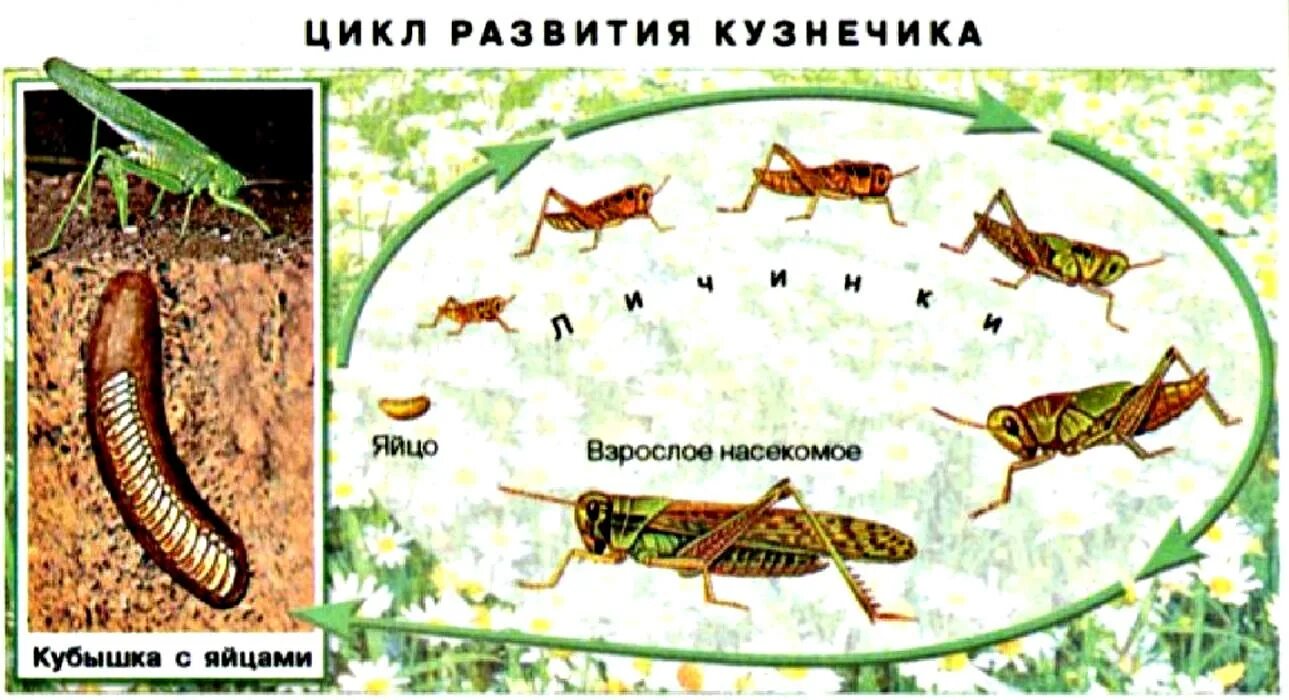 Чем питаются личинки саранчи. Циклы развития насекомых кузнечик. Жизненный цикл зеленого кузнечика. Цикл развития личинок кузнечика. Стадии цикла развития кузнечика.