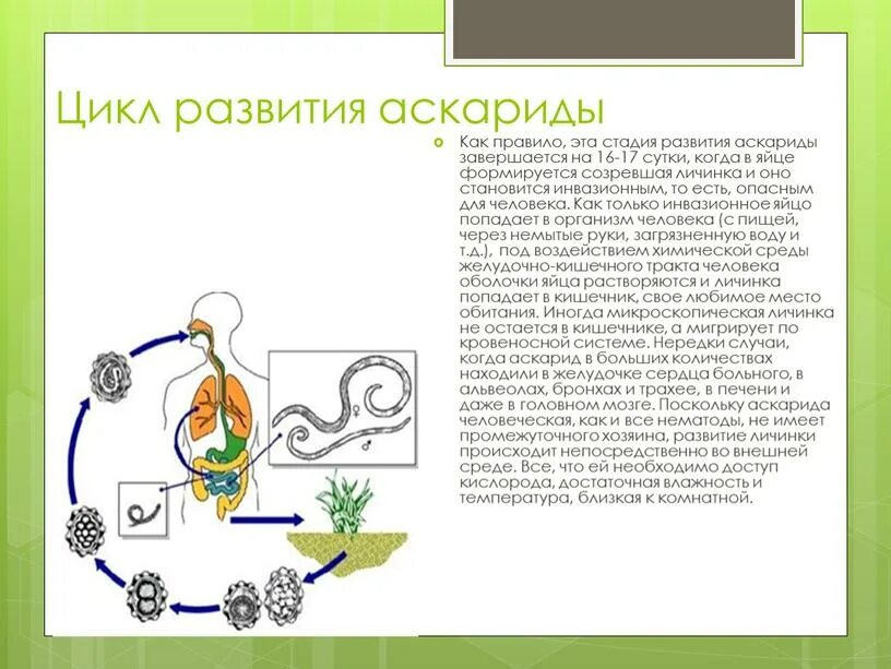 Аскарида человеческая основной и промежуточный хозяин. Циклы паразитических червей аскариды. Цикл развития аскариды человеческой. Цикл развития аскариды биология. Цикл развития аскариды человеческой схема.