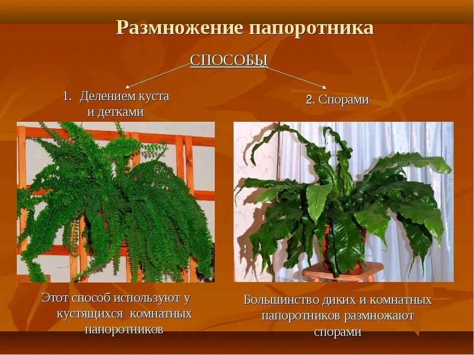 Как размножается папоротник. Споры комнатного папоротника. размножение папоротника комнатного растения. размножение растений асплениум. папоротник комнатный размножение.