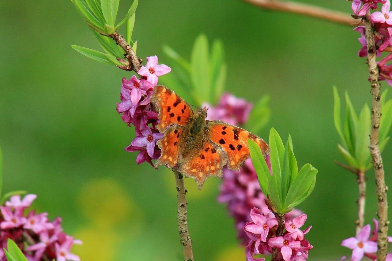 Весенние бабочки. Весенние насекомые. Насекомые весной.