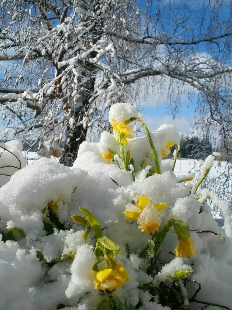 Конец февраля природа. Подснежники под снегом. Мюснег в ман. С новым снегом весной. Весенний снег.