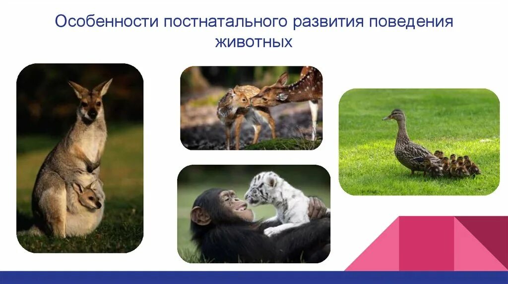 Сезонные формы поведения животных. Постнатальный период животных. фазы постнатального периода у млекопитающих. подростковый период у животных. феномены раннего постнатального периода у животных.