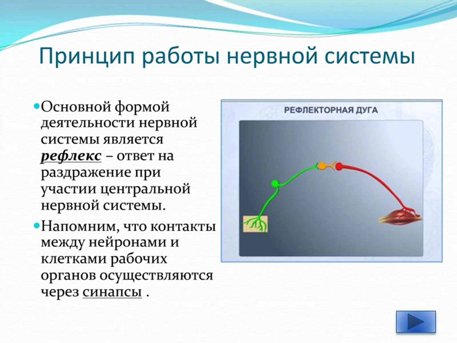 Отвечает на раздражение