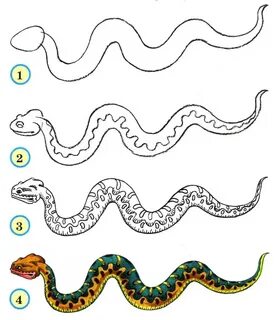 Как нарисовать змею поэтапно карандашом (61 фото) - легкие мастер-классы для нач