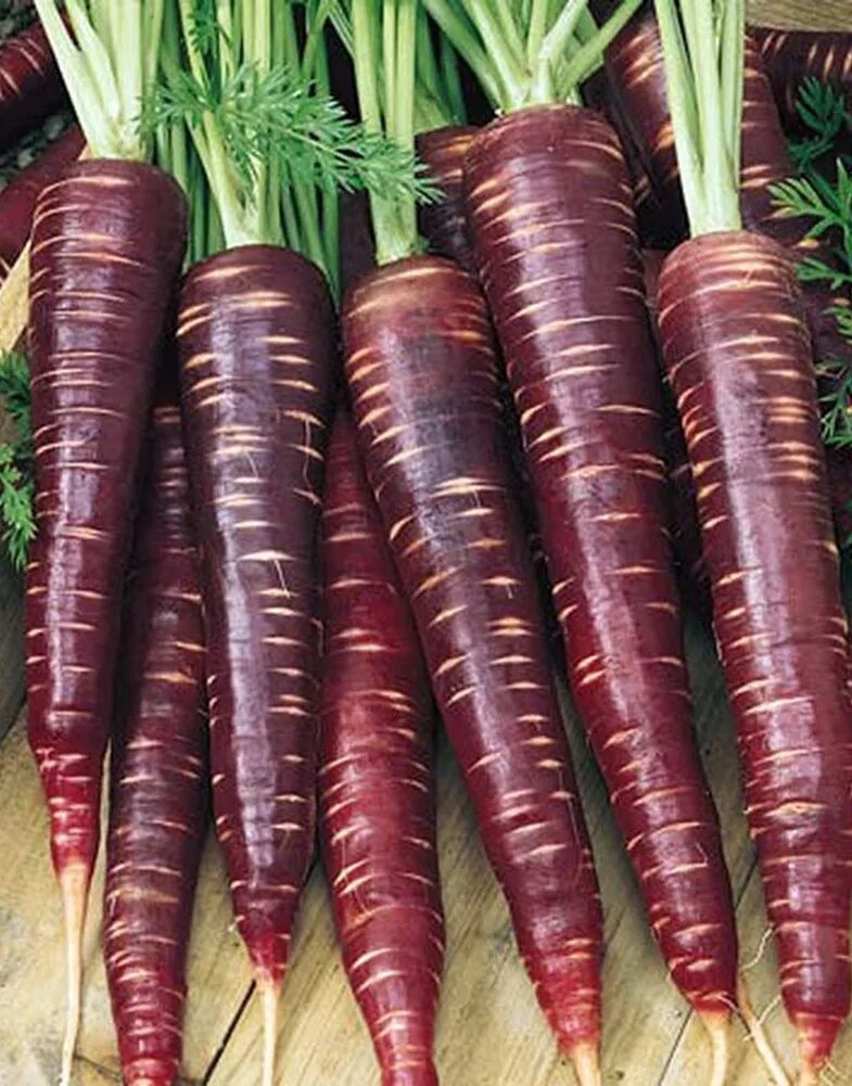 Морковь перпл Хейз f1. Морковь Королева фиолетовая f1. Морковь пурпур f1. Морковь драгон. Семена овощей f1