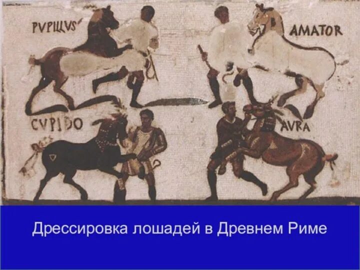Пазырыкский ковер в эрмитаже. Мозаика карфагена. Сицилийский бык фаларида. Амазонки греческая мифология. Наказание женщин в древней греции конем.