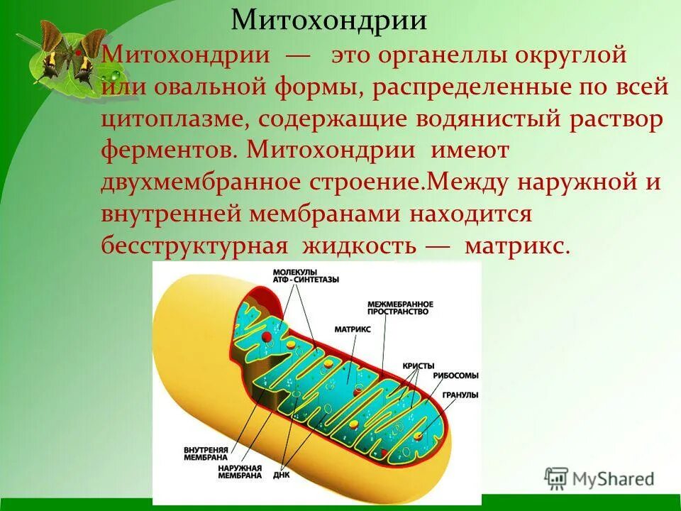 двухмембранные клеточные структуры