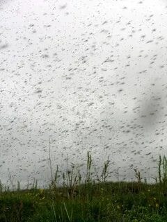 Мошкара на воде