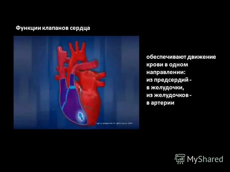 Строение кровеносной системы млекопитающих 7 класс. Кровеносная система млекопитающих схема биология 7 класс. Функция сердца животных. Система кровообращения млекопитающих схема. Сердце строение анатомия.