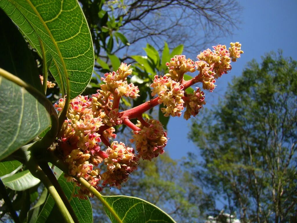 Манго дерево цветет. Цветение манго. Манго дерево цветение. Цветение мангового дерева. Манговое дерево цветет.