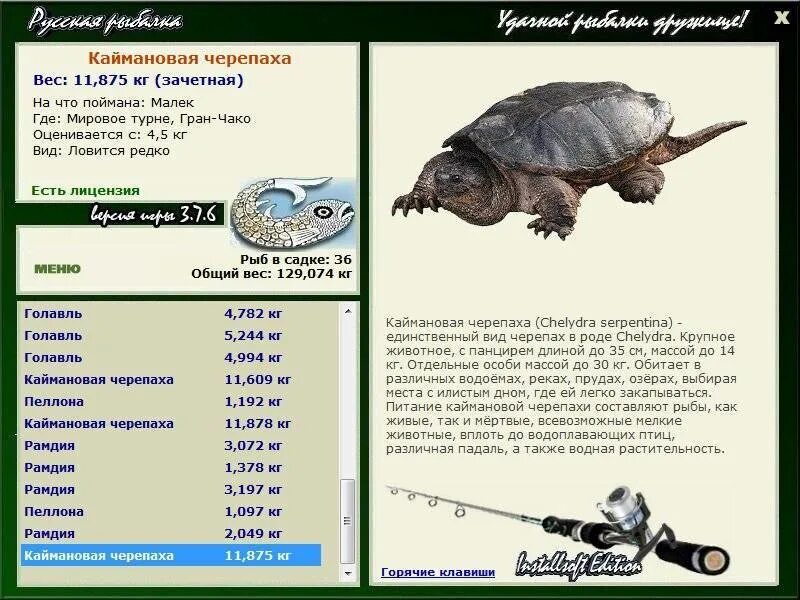 Масса черепахи. Вес черепахи. Средний вес черепахи. Максимальный размер черепахи. Сколько весит черепаха.