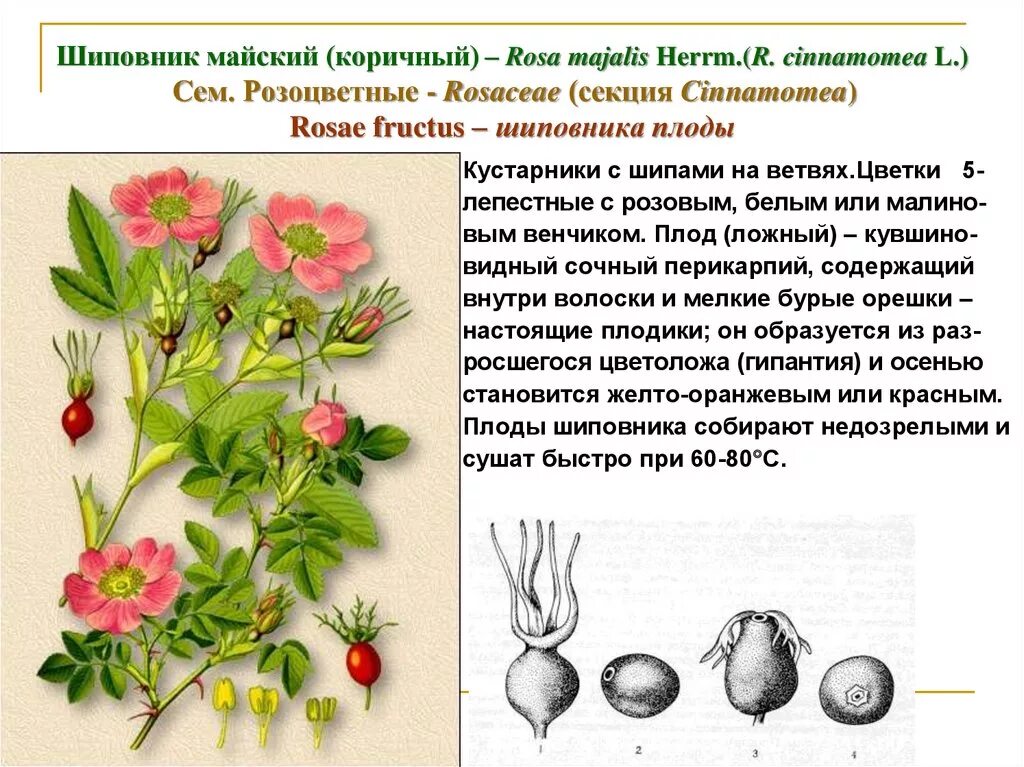 Какой тип питания характерен для шиповника собачьего. Плоды розоцветных шиповник. Шиповник Майский семейство. Лекарственное сырье шиповник. Шиповник Майский стебель.