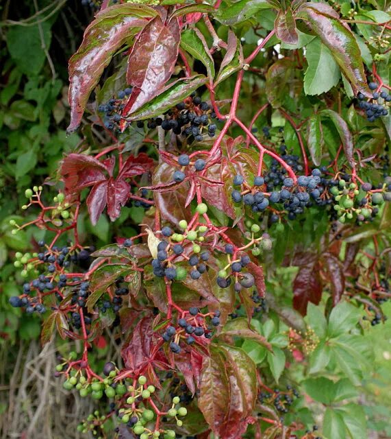 Файл:Parthenocissus quinquefolia fructis.jpg - Википедия
