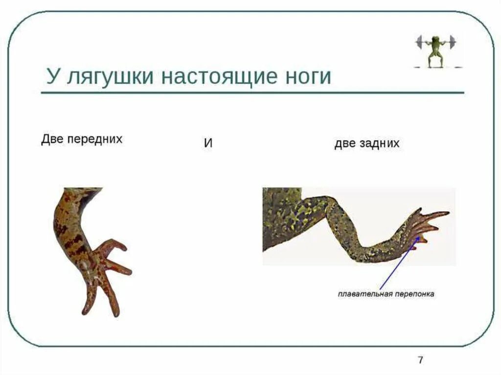 Сравните длину передних и задних конечностей лягушки. Передние и задние конечности лягушки. конечности земноводных. строение передней конечности лягушки. строение лапы лягушки.
