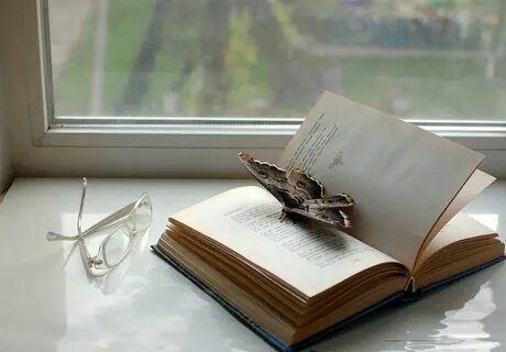 Раскрытая книга бабочки