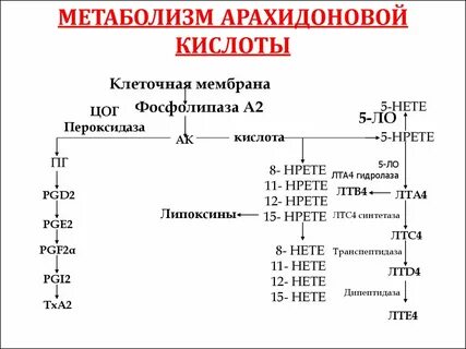 Метаболизм кислот