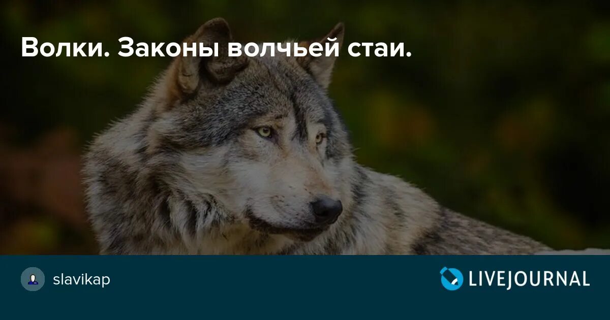Преступный мир — волчьи законы!. Волки стая. Законы волчьей стаи. Альфа волк. По закону волчьей стаи.