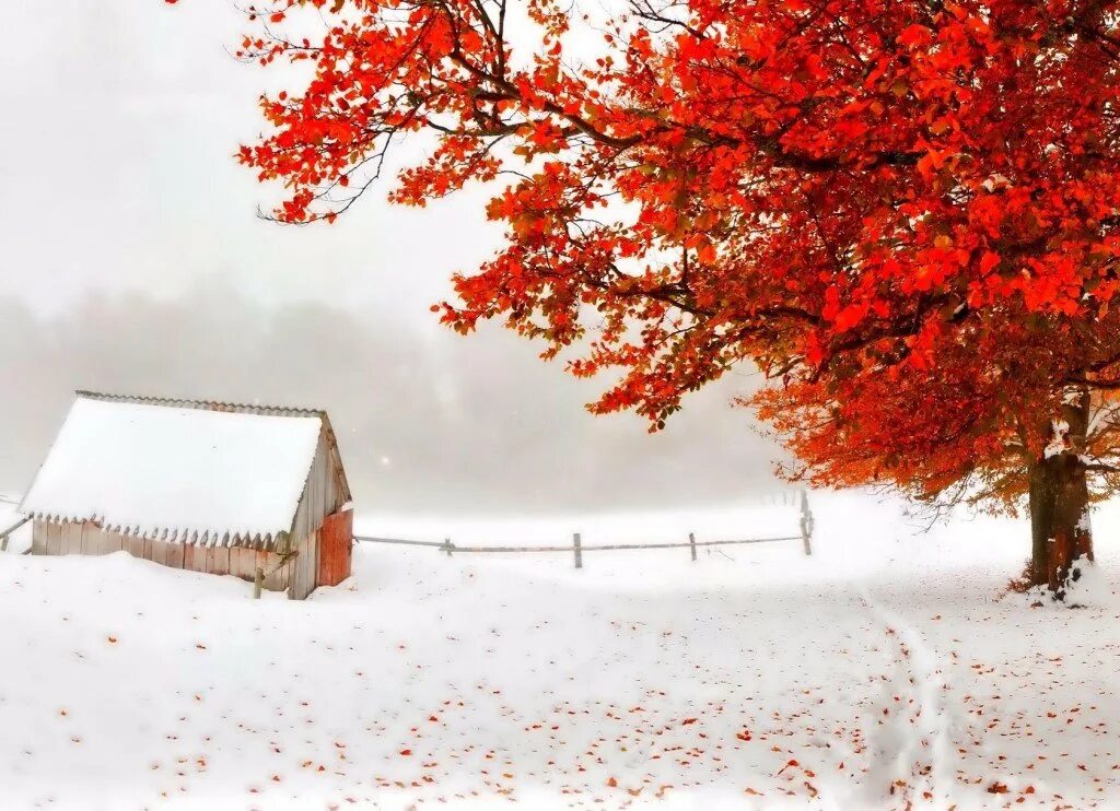 Заставка ноябрь. Ранняя зима. Осень снег. Поздняя осень. Зимний пейзаж.