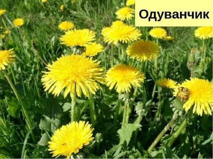 Семейство одуванчика
