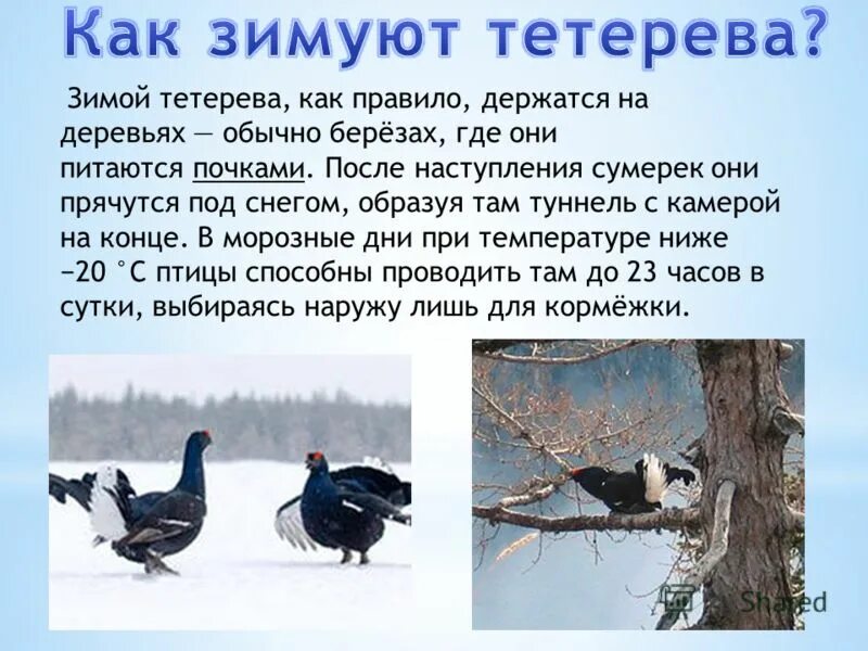 Где обитает тетерев. Презентация тетерев. презентация на тему птицы для дошкольников. птица тетерева презентация. тетерев зимующая птица.
