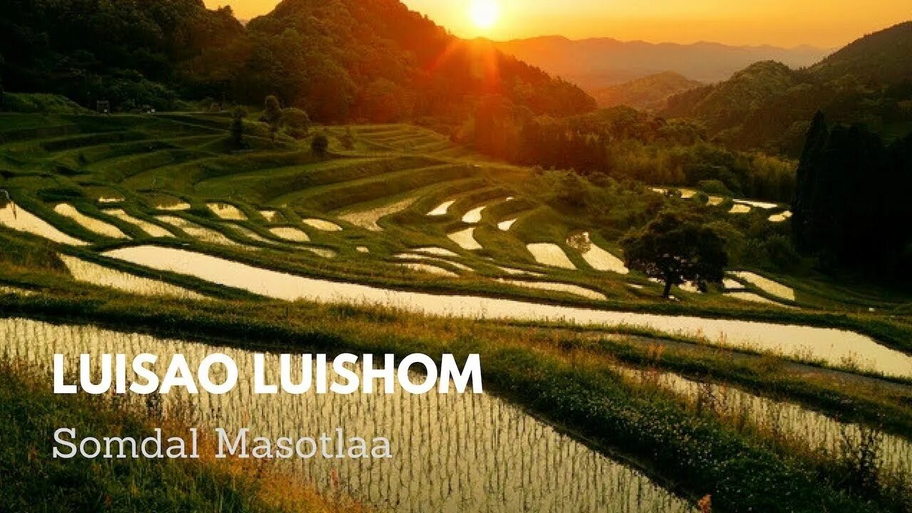 They rice in the fields. Rice fields japan. japanese rice fields. japan field. russian rice fields.