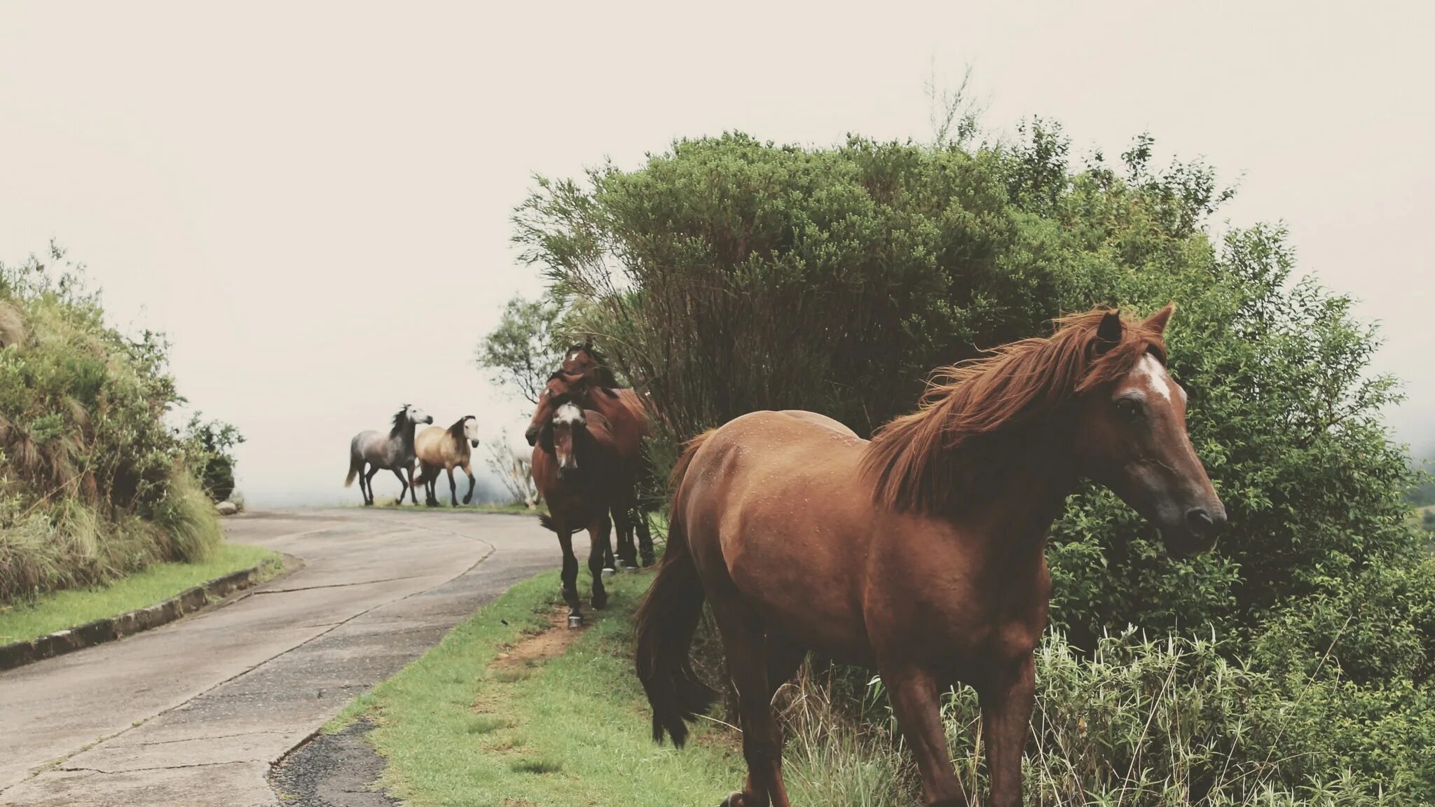 Old town road horses. Лошади. Лошадь бежит. На конях по дороге. Лошадь на дороге.