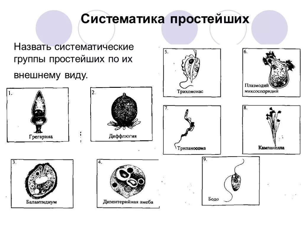 Систематика простейших. Систематические группы простейших. Группы простейших. Протисты систематика. Назовите классы простейших