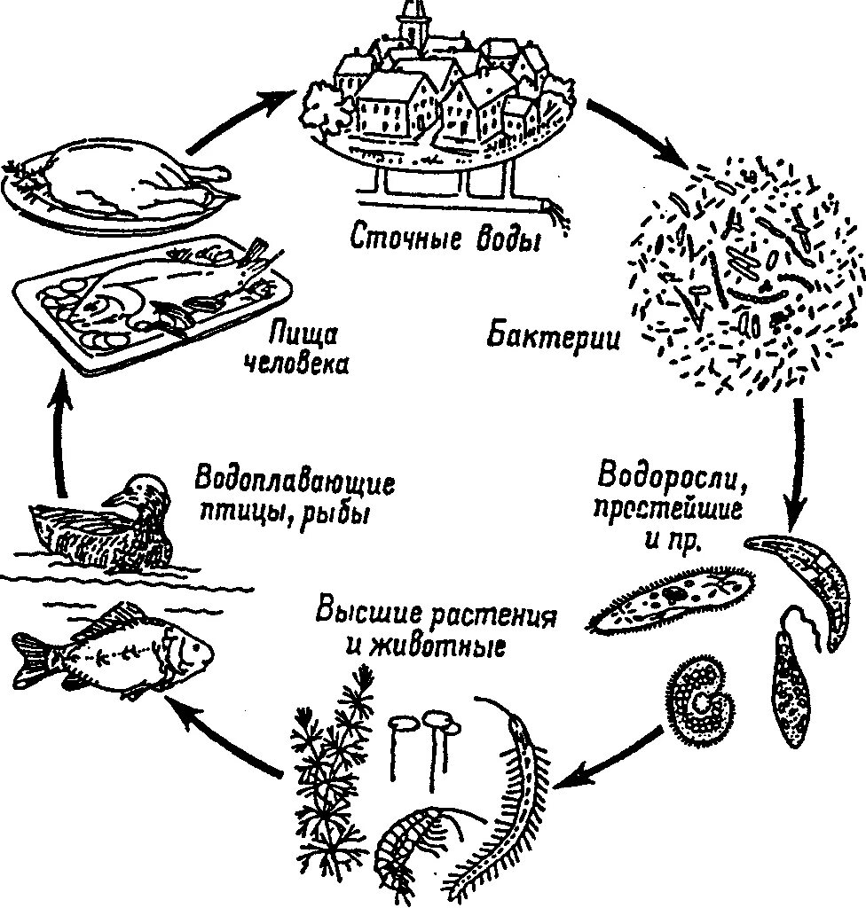 Схема круговорота веществ в сообществе водоема 3. Схема круговорота веществ в сообществе водоема 3 класс. Схема круговорота веществ в сообществе водоема рисунок. Нарисуй схему круговорота веществ в сообществе водоема 3 класс. Цепь питания с бактериями