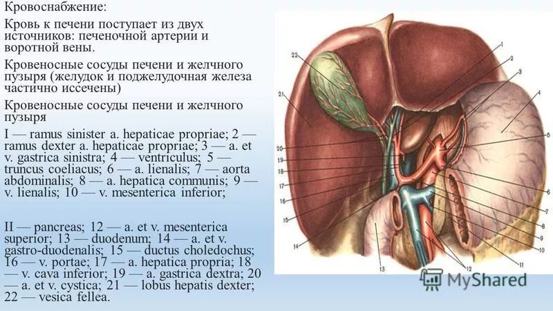 печень на латинском языке. печень на латинском языке. строение печени спереди и сзади. печень вид спереди диафрагмальная поверхность. печень анатомия человека синельников.