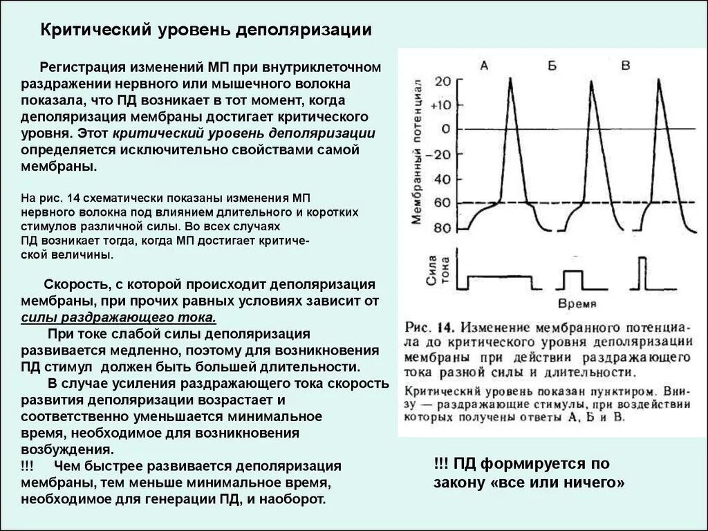 Деполяризация мембраны клетки. Мембранный потенциал деполяризация мембраны. Критический уровень деполяризации мембраны физиология. Критический уровень деполяризации ткани. Критический уровень деполяризации нервного волокна.