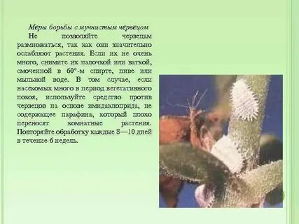 Как бороться с мучнистым