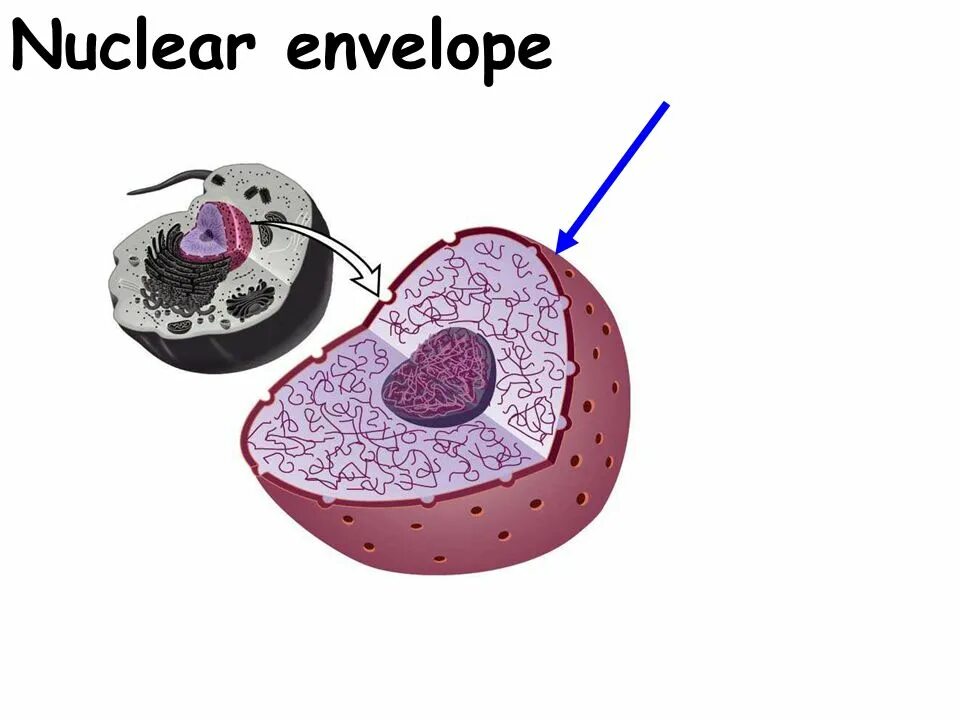 Different cells