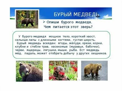 Подготовить сообщение о диких животных вашего края