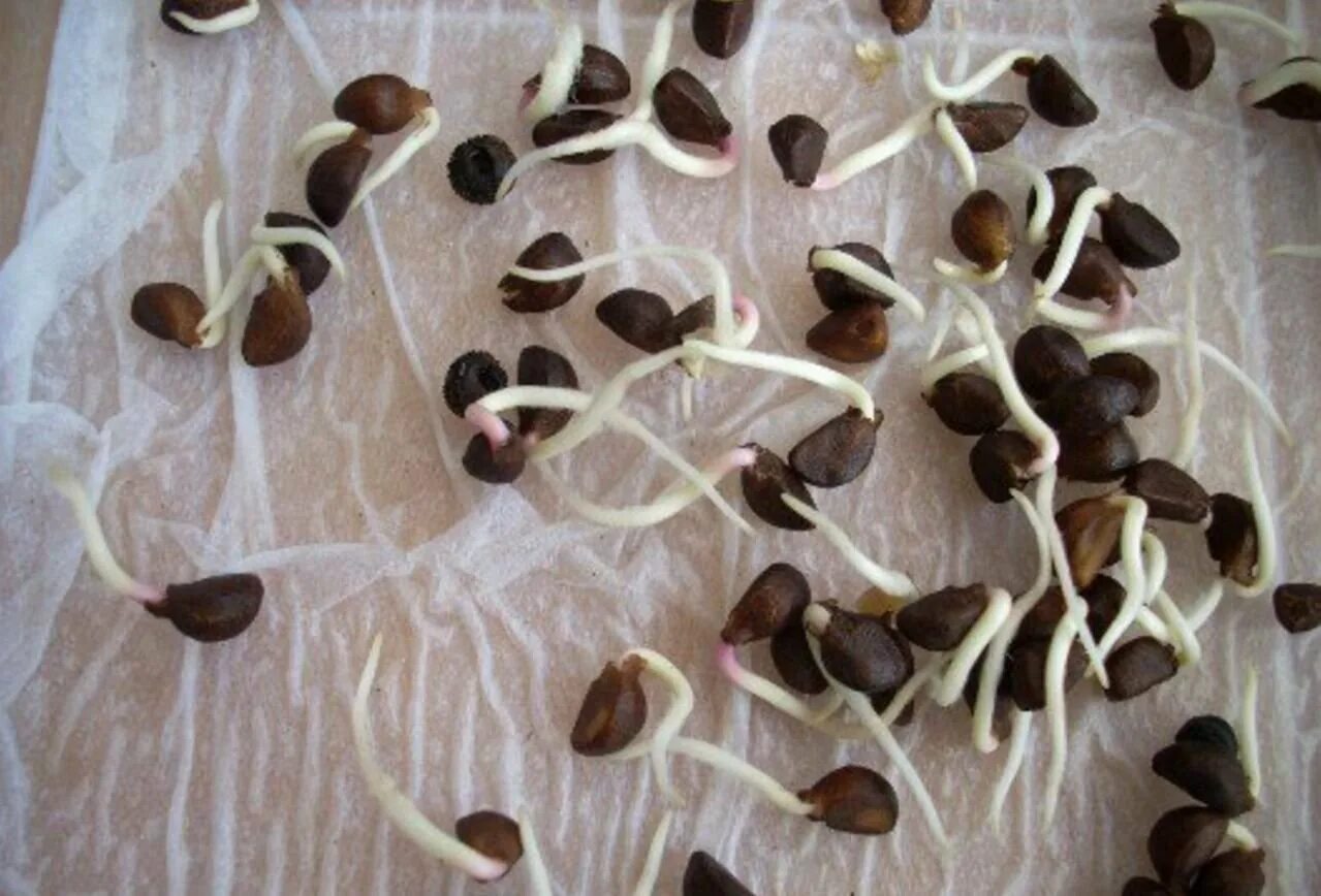 Нужно ли замачивать семена арбузов перед посадкой. Прорастание арбуза прорастание семян. Проклюнувшиеся семена. Пророщенные семена арбуза.