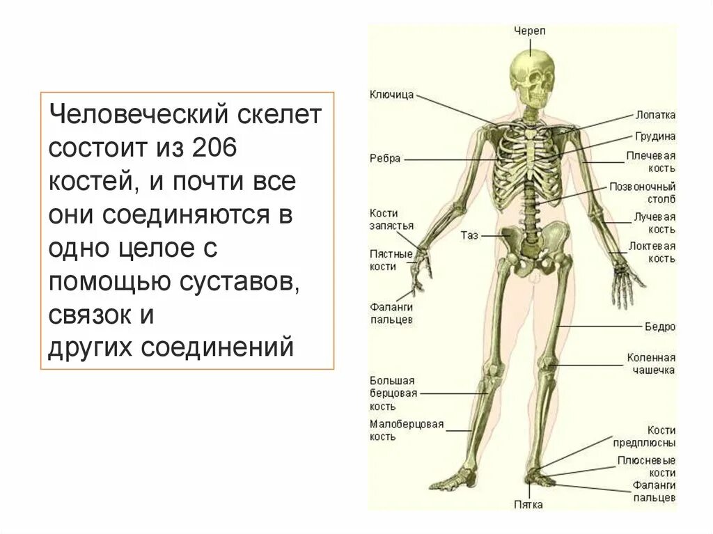 Строение костей организма. Скелет человека с названием костей. Скелет человека с названием костей биология. Костный скелет человека анатомия.