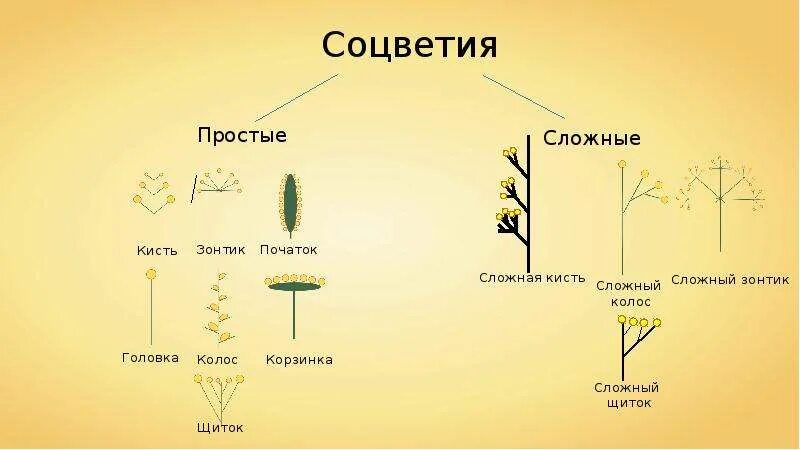 Какое из перечисленных соцветий относится к сложным. Соцветия кисть зонтик початок головка. Соцветия метелка зонтик Колос. Соцветие сложный Колос метелка початок. Строение соцветия початок.