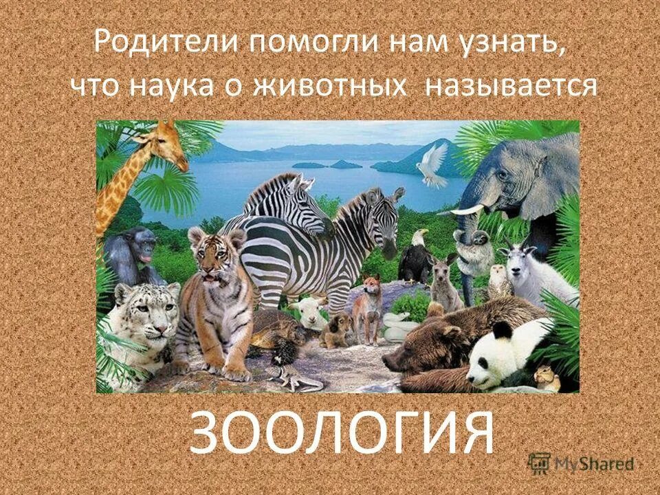 Сообщества животных называются. Многообразие животных. зоология. многообразие животных нашей планеты. науки о животных.