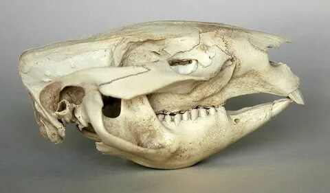 Удивительные кости