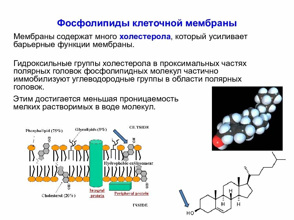 Молекулы липидов функции. Строение фосфолипидов клеточной мембраны. фосфолипидная мембрана строение. фосфолипиды биологических мембран. гетерогенность фосфолипидов мембраны.
