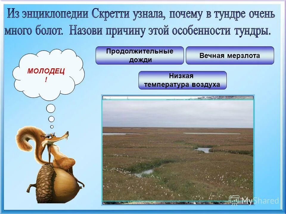 почему в тундре не растут деревья. почему в тундре так много озер и болот. почему много болот. воды тундры. почему много болот.