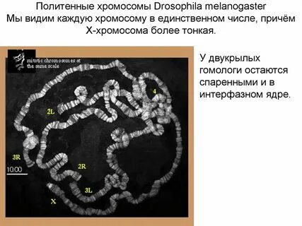 Дрозофила хромосом